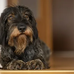 Rough-haired dachshund, male, 3 years