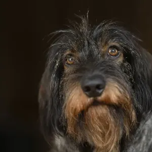 Rough-haired dachshund, male, 3 years Rough-haired dachshund, male, 3 years