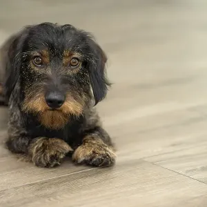 Rough-haired dachshund, male, 3 years Rough-haired dachshund, male, 3 years