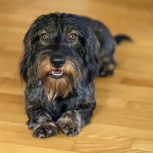 Rough-haired dachshund, male, 3 years