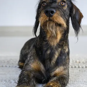 Rough-haired dachshund, male, 3 years old Rough-haired dachshund, male, 3 years old