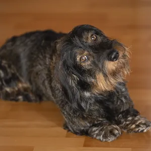 Rough-haired dachshund, male dog