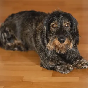 Rough-haired dachshund, male, lying on parquet floor Rough-haired dachshund, male, lying on parquet floor