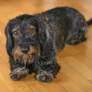 Rough-haired dachshund, male, lying on parquet floor