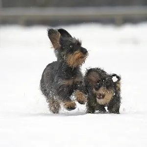 Rough-haired dachshund, running in the snow Rough-haired dachshund, running in the snow