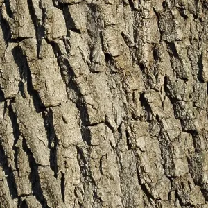 Rough White Willow (Salix alba) bark Rough White Willow (Salix alba) bark