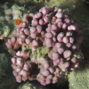 Round, pink-coloured red algae (Lithophyllum racemus) print Round, pink-coloured red algae (Lithophyllum racemus) print