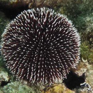 Sphaerechinus granularis Print - House Reef, Pula, Croatia