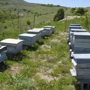 Row of beehives on a green meadow in a rural setting Row of beehives on a green meadow in a rural setting