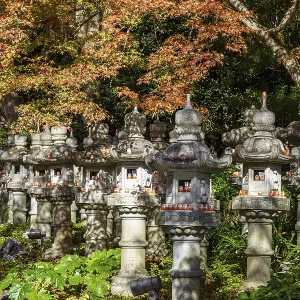 Row of stone lanterns under bright red maple trees in a tranquil forest setting