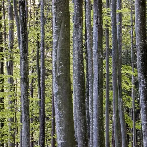 Rows of tall trees stretch through the green