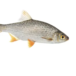 Rudd (Scardinius erythrophthalmus)