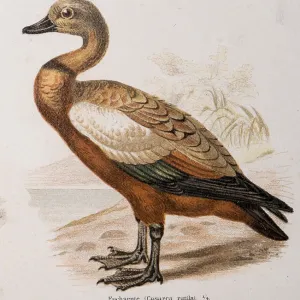 Ruddy shelduck (Tadorna ferruginea) Ruddy shelduck (Tadorna ferruginea)