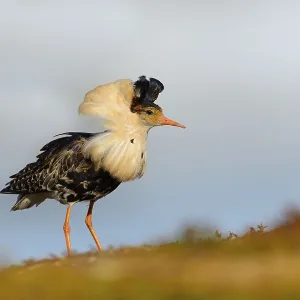 Ruff (Philomachus pugnax) on mating ground