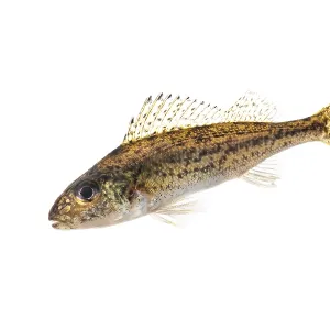 Ruffe (Gymnocephalus cernua), fish