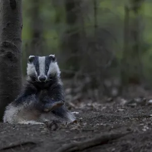 As a rule, badgers (Meles meles) begin intensive grooming