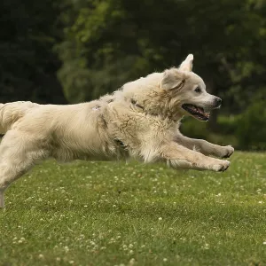 Running Golden Retriever Running Golden Retriever
