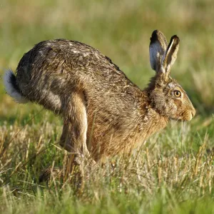 Running Hare Print, Lake Dümmer, Germany Running Hare Print, Lake Dümmer, Germany
