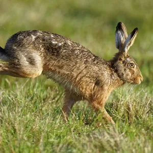 Lièvre de campagne (Lepus europaeus) Lièvre de campagne (Lepus europaeus)