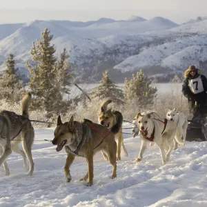 Running sled dogs, Alaskan Huskies Running sled dogs, Alaskan Huskies