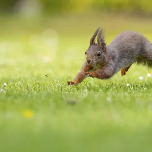 Running squirrel (ciurus vulgaris) Running squirrel (ciurus vulgaris)