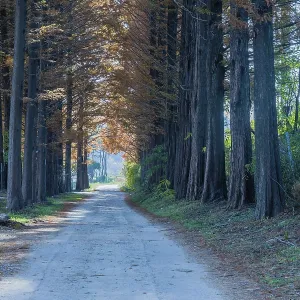 Rural dirt lane under grove of tall larch conifer on autumn morning in South Korea Rural dirt lane under grove of tall larch conifer on autumn morning in South Korea