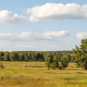 Rural landscape, meadow with sparse trees