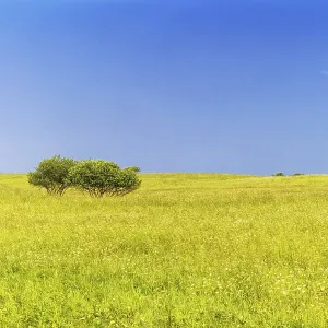 Rural Landscape Print with Evening Sky and Trees Rural Landscape Print with Evening Sky and Trees