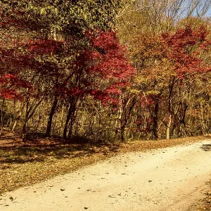 Rural mountain road lined with trees in beautiful autumn colors in South Korea