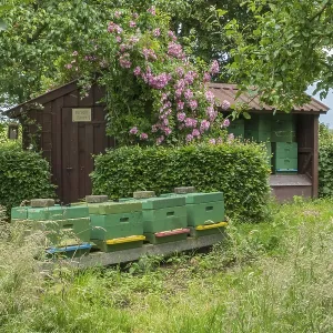 A rural scene with green beehives in front of a wooden hut A rural scene with green beehives in front of a wooden hut