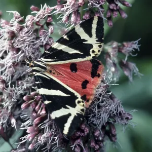 Russian bear, jersey tiger (Euplagia quadripunctaria)