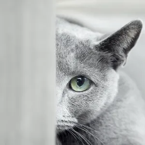 Russian blue cat with green eyes hiding indoors Russian blue cat with green eyes hiding indoors