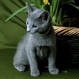 Russian blue cat, kitten Russian blue cat, kitten