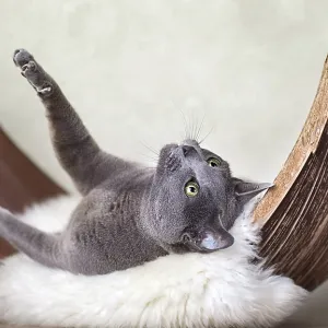 Russian Blue Cat on Lambskin in Palm Leaf Russian Blue Cat on Lambskin in Palm Leaf