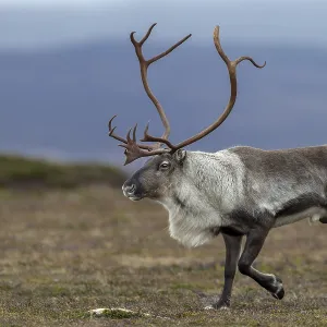 During the rut, reindeer bulls (Rangifer tarandus) are almost constantly on the move During the rut, reindeer bulls (Rangifer tarandus) are almost constantly on the move