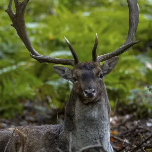 Rutting fallow deer (Dama dama) regularly leave the rutting ground to rest for a short time