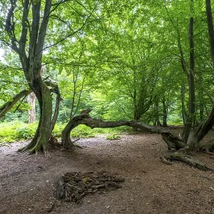 The Sababurg primeval forest, or primeval forest in the Reinhardswald The Sababurg primeval forest, or primeval forest in the Reinhardswald