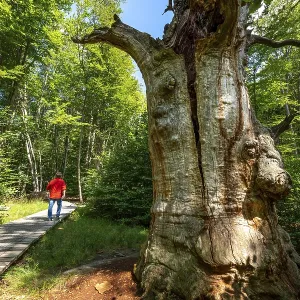 The Sababurg primeval forest, or primeval forest in the Reinhardswald The Sababurg primeval forest, or primeval forest in the Reinhardswald
