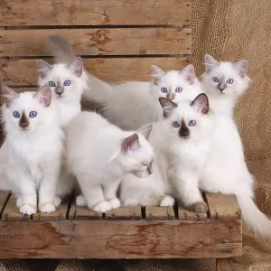 SACRED CAT OF BIRMA, BIRMAN CAT SACRED CAT OF BIRMA, BIRMAN CAT