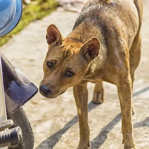 Sad red dog near the scooter in a village