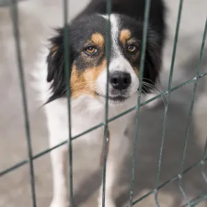 Sad rescue dog fence adoption shelter Sad rescue dog fence adoption shelter