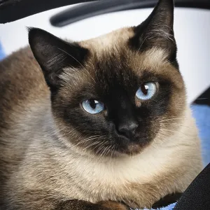 Sad siamese cat face macro extreme closeup Sad siamese cat face macro extreme closeup