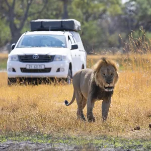 Safari car and maned lion, lion (Panthera Leo) lying in grass