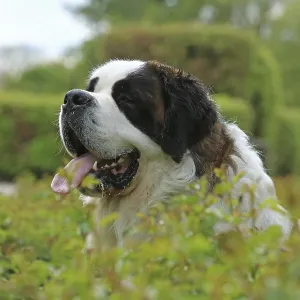 Saint Bernard, Saint Bernard dog Saint Bernard, Saint Bernard dog