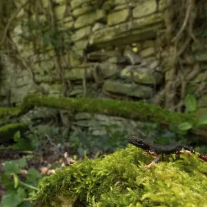 A salamander on a mossy rock by a stone wall in a peaceful A salamander on a mossy rock by a stone wall in a peaceful