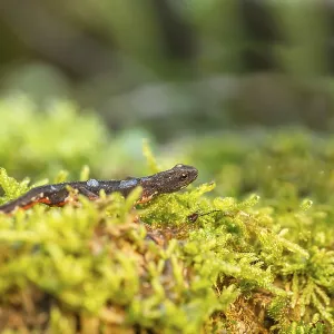 A salamander rests on bright green moss under gentle sunlight A salamander rests on bright green moss under gentle sunlight