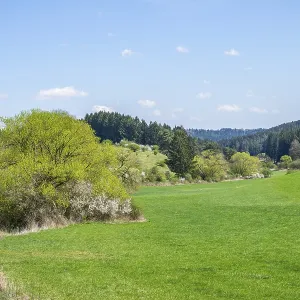 Salix and Blackthorn (Prunus spinosa) bushes growing in a valley in spring on a sunny day