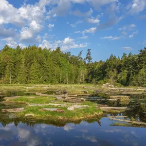 The salt marsh in the Gulf Islands of southwest British Columbia The salt marsh in the Gulf Islands of southwest British Columbia