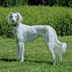 Saluki, Persian Greyhound 8 Years Old Print