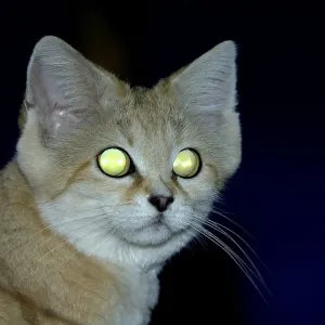 Sand Cat (Felis margarita) Print - Close-up of Adult Head